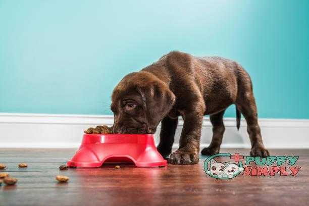 10 Best Dog Foods for Allergies With Great Nutrients of [currentyear]