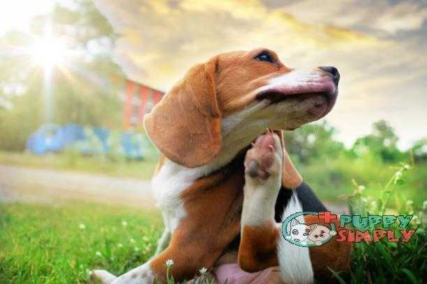 Beagle dog scratching body on green grass outdoor in the park on sunny day. best dog food for allergies