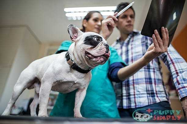 Below view of a bulldog with an owner at vet's. how much do dog x-rays cost