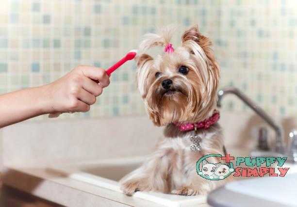 Brushing Dogs Teeth best dog toothpastes