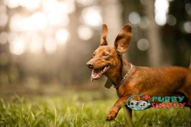 Cute dog running outside best dog ear cleaners