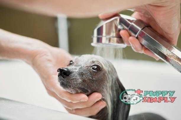 Dog Bathing best smelling dog shampoo