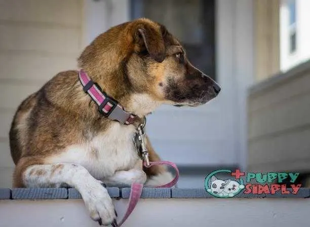 Dog on porch watching best dog harnesses to stop pulling