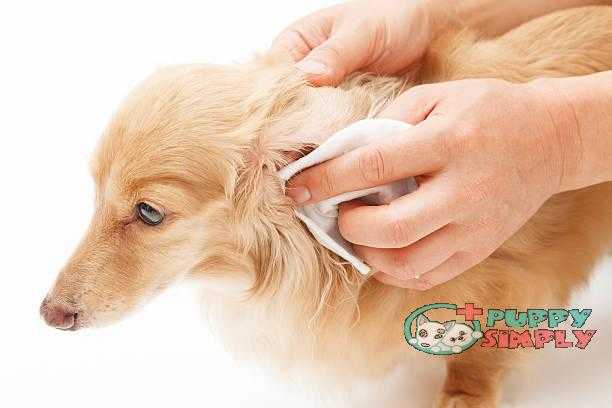Earwax removal how to clean dogs ears