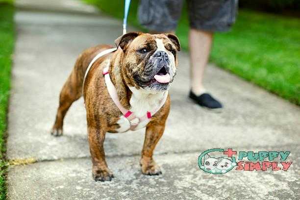 English Bulldog on Walk in Suburbs best dog harnesses to stop pulling