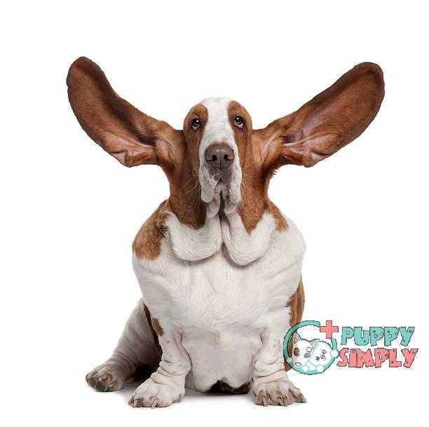 Why Should You Clean Your Dog’s Ears best dog ear cleaners