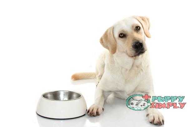 HUNGRY MIXEDBRED OF MASTIFF AND LABRADOR RETREIVER EATING FOOD IN A WHITE BOWL. ISOLATED ON WHITE BACKGROUND. STUDIO