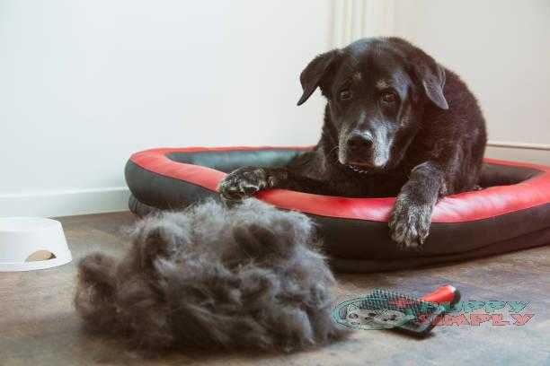 Heap of dogs hair and a sad dog best brushes for shedding dogs