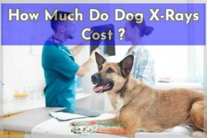 How Much Do Dog X-Rays Cost