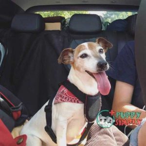 Jack Russell Terrier dog traveling in a car with travel safety harness buckled up best dog harnesses to stop pulling
