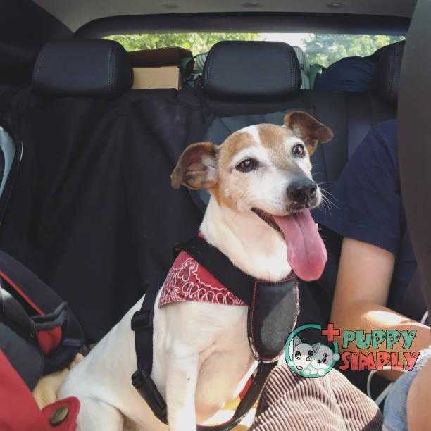 10 Best Dog Harnesses to Stop Pulling ([currentyear] Reviews)