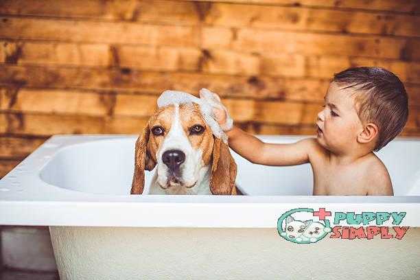 Let's clean you up best smelling dog shampoo