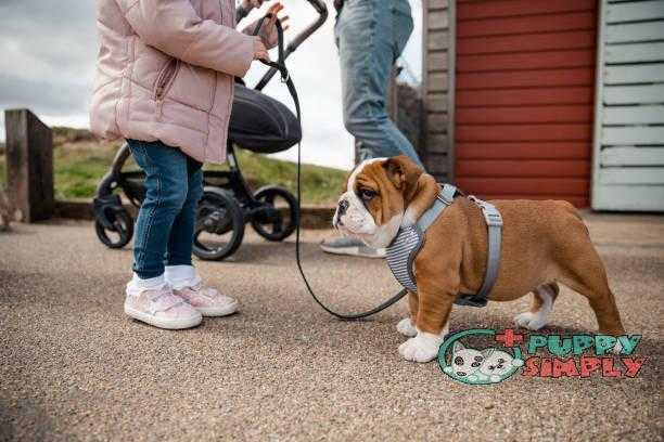 Little Girl Walking British Bulldog best dog harness to stop pulling