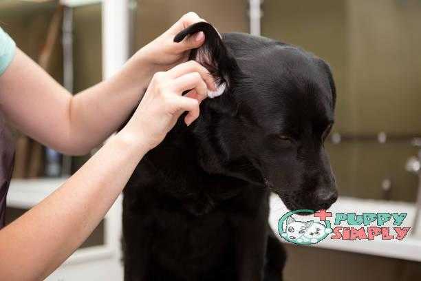 Professional Dog Groomer with black Labrador retriever dog best dog ear cleaners