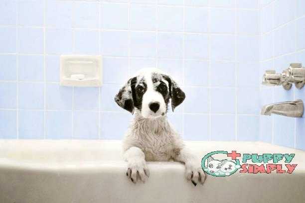 Puppy in Bathtub best smelling dog shampoo