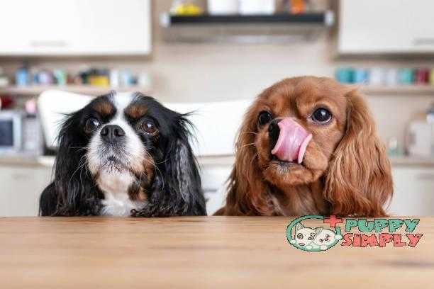 Two dogs behind the table best dog food for allergies