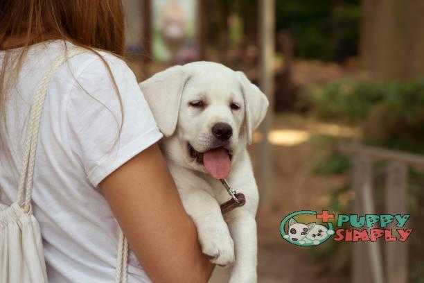 Woman carries Labrador retriever dog puppy with tongue hanging out how long does a female dog stay in heat