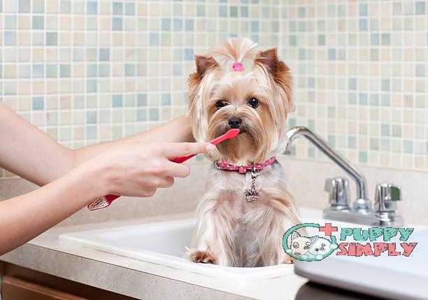 Yorkshire Terrier having her Teeth Brushed best dog toothpastes