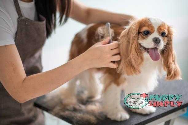 a chinese female dog groomer grooming a Cavalier King Charles Spaniel dog how long does a female dog stay in heat