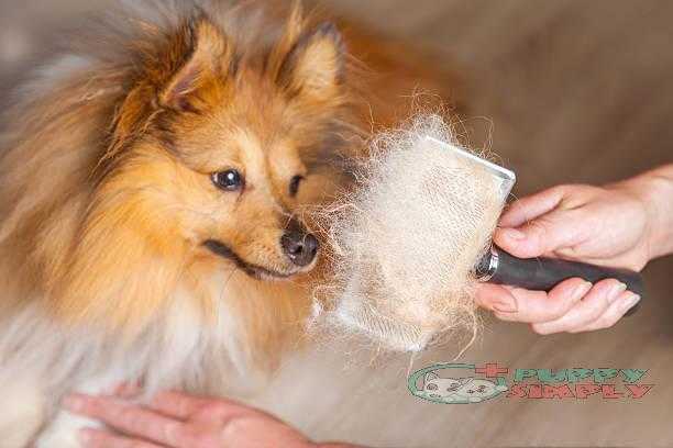 grooming with a dog brush on a shetland sheepdog best brushes for shedding dogs