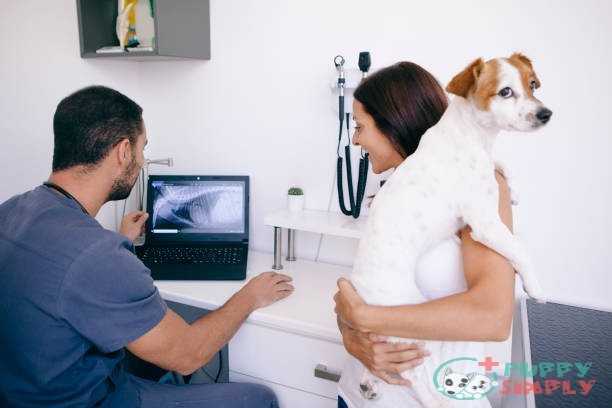 pet owner listening to the radiography results How Much Do Dog X-Rays Cost