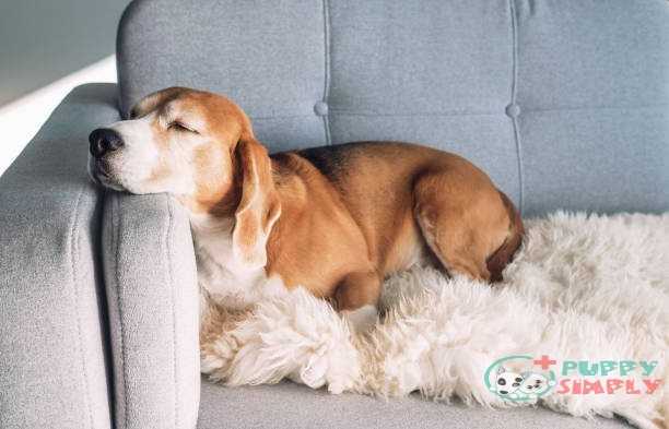 Beagle sleeps on cozy sofa How Do You Get Rid Of Dogs Hiccups?
