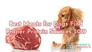 Best Meats for Dogs Find Proper Protein Sources 2019