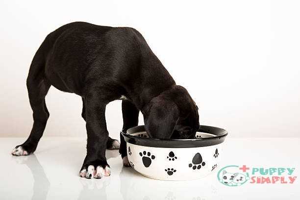 Black great Dane puppy eating How Large Is The Food Great Dane Bill?