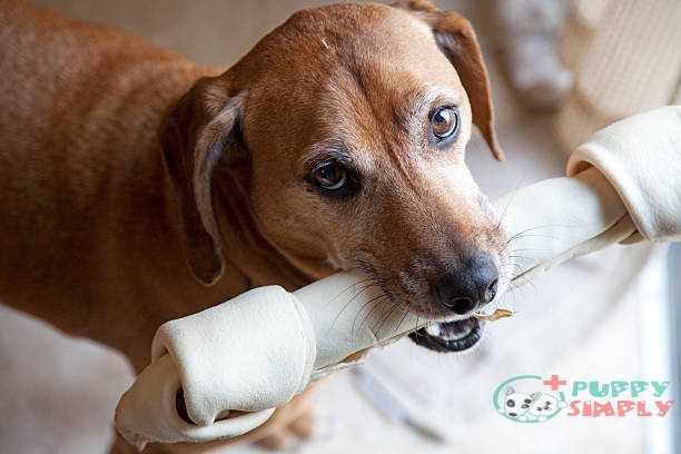Dog with Chew Bone Why Your Dog Needs Rawhide?