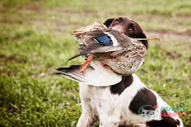 Dog with Hunt prey in the mouth Duck meats for dogs