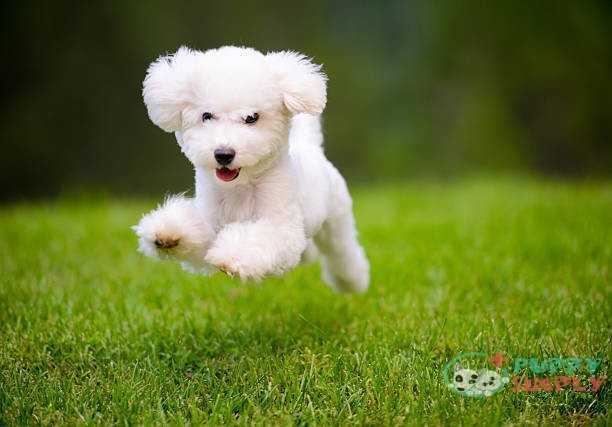 Happy Dog Fast Running On Lawn What Causes The Hiccup Process Of Dogs?