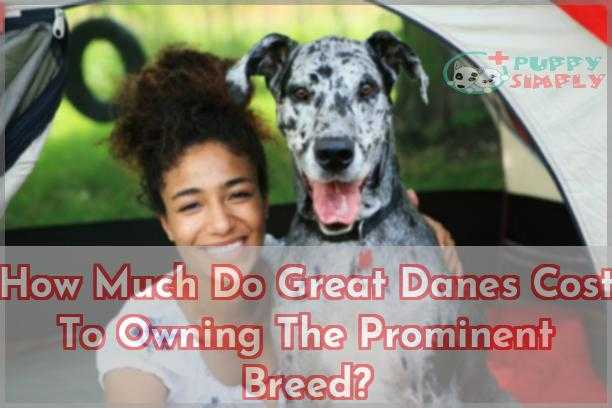 How Much Do Great Danes Cost? (Puppy & Adult) Price Factors