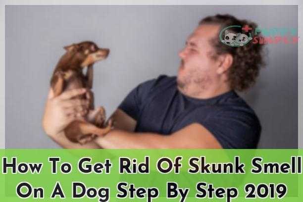 How To Get Rid Of Skunk Smell On A Dog Step By Step [currentyear]