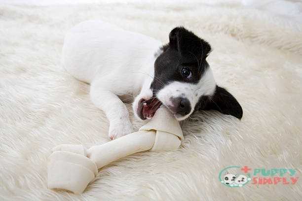 Little Pup With Bone best rawhides for dogs