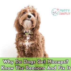 Why Do Dogs Get Hiccups Know The Reasons And Fix It