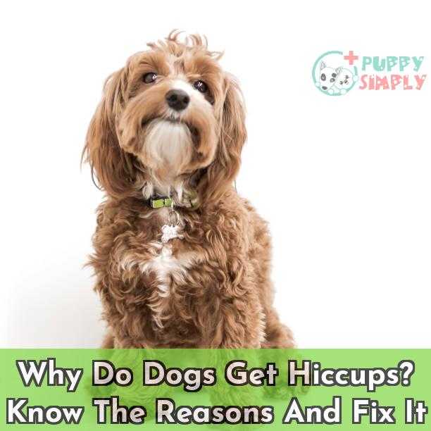 Why Do Dogs Get Hiccups? Know the Causes & Get Rid of It