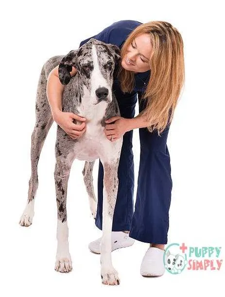 Woman Veterinary Doctor Nurse with Great Dane Dog on White Great Dane Potential Health Issues