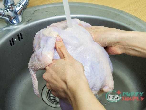Woman washing fresh raw hen in kitchen sink. Cooking chicken at home. Close-up selective focus. Chicken meats for dogs
