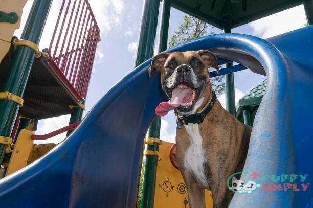 big dog playing in the playground best dog foods for boxers