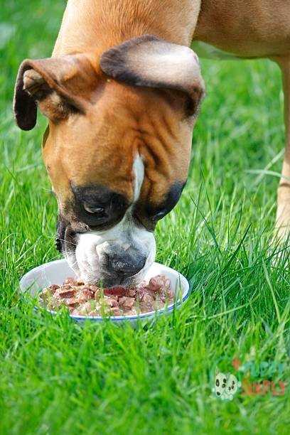 boxer dog eating from a plate in grass (lop ear) The Most Important Considerations For Choosing A Good Food Boxers Dog