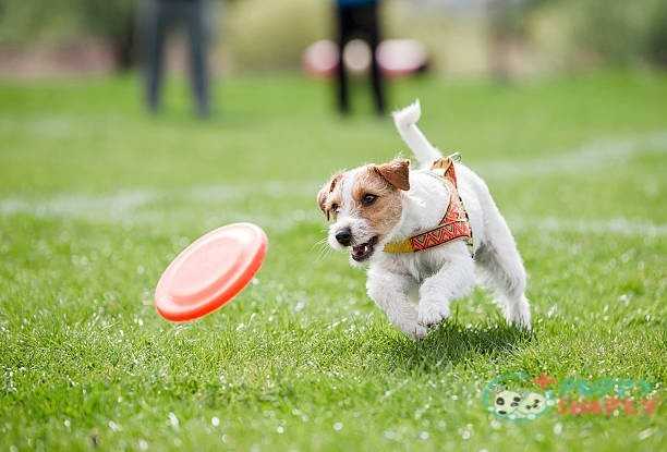 small dog playing with disk Hard frisbees for dogs Advantages And Disadvantages