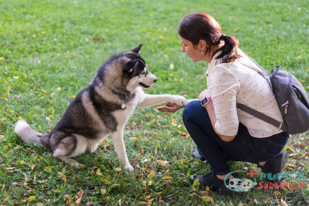 The Cost of Training a Siberian Husky