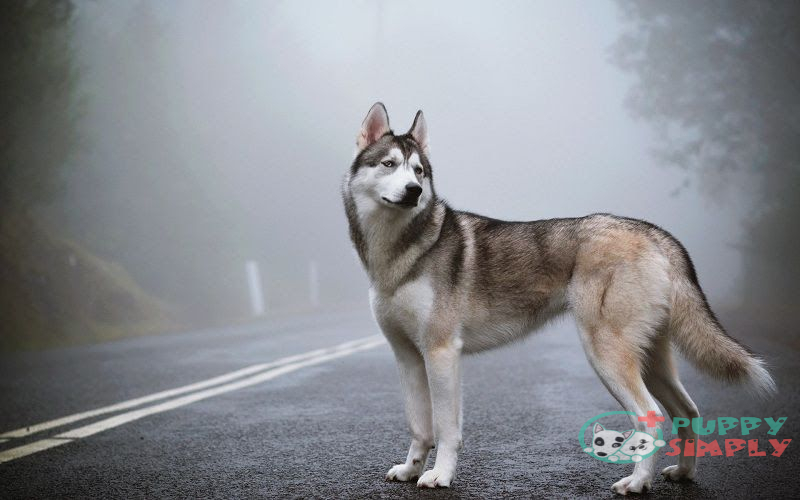Why Are Huskies So Expensive?