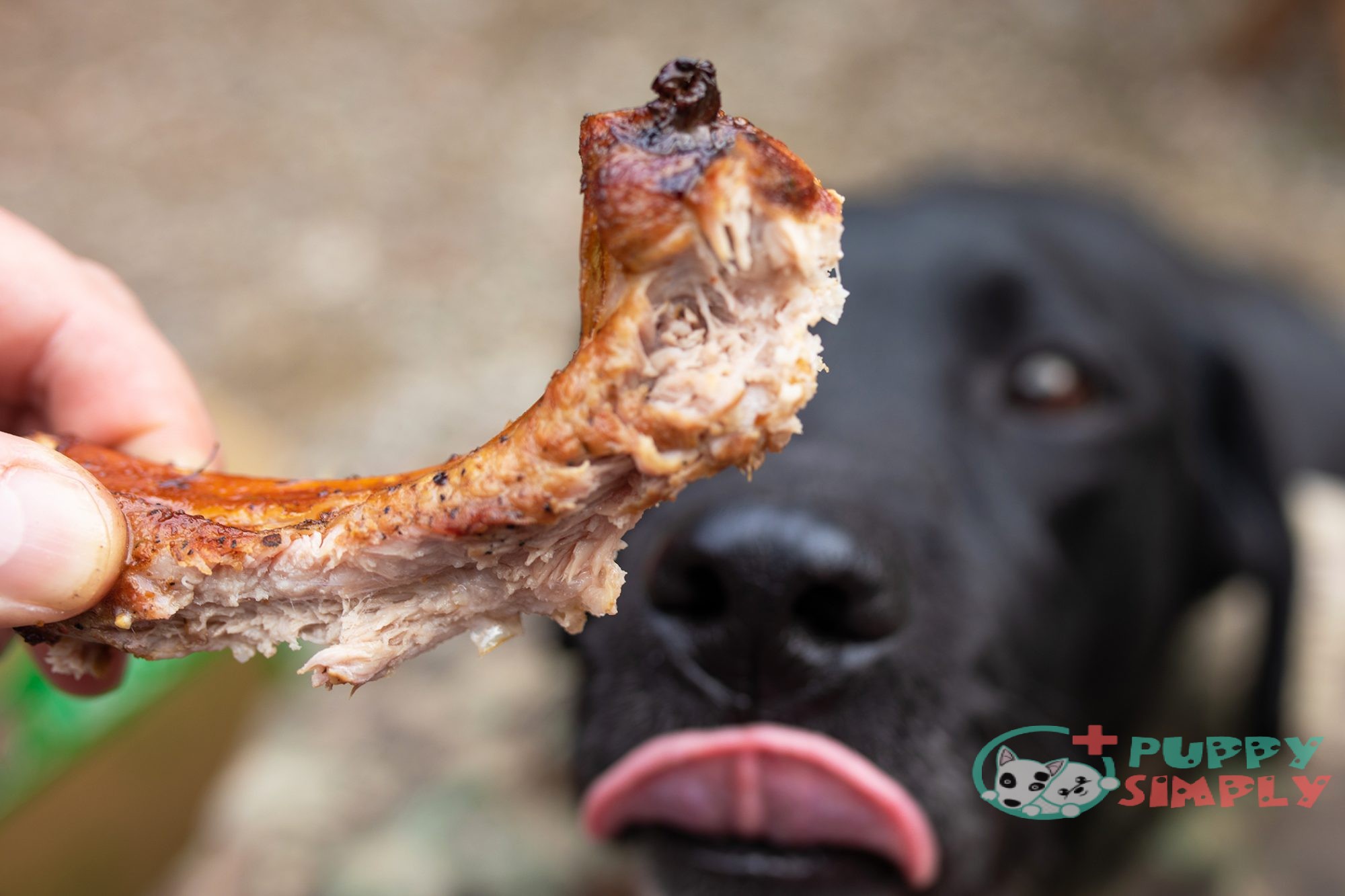 Can Dogs Eat Rib Bones (Beef, Pork, Etc)? The Full Guide