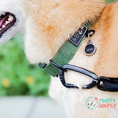 ROAM Premium Dog Collar - B0916MPWHX3