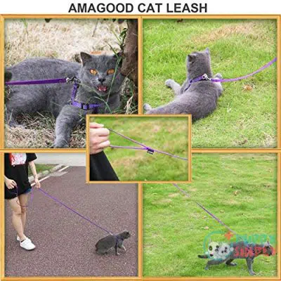 AMAGOOD 6 FT Puppy/Dog Leash, B081YHK13N4